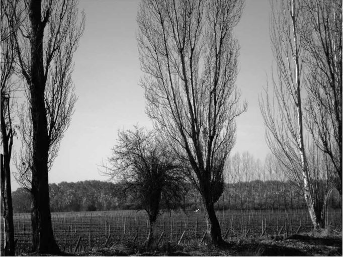 Plantaciones
de viñas de cultivo del tipo intensivo en Ruta provincial N° 60, distrito de
Russell, Maipú, Mendoza.